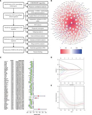 Prognostic and immunological significance of an M1 macrophage-related gene signature in osteosarcoma